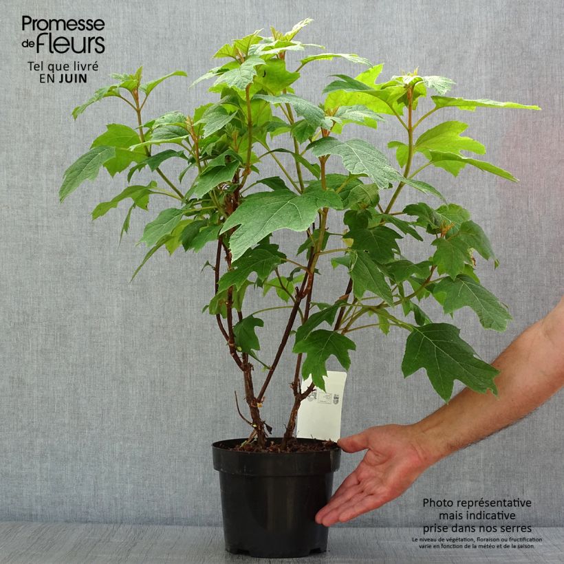 Spécimen de Hydrangea quercifolia Snow Queen - Hortensia à feuilles de chêne Pot de 2L/3L tel que livré en été