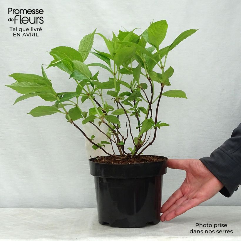 Spécimen de Hortensia - Hydrangea serrata Avelroz en pot de 2/3L tel que livré au printemps