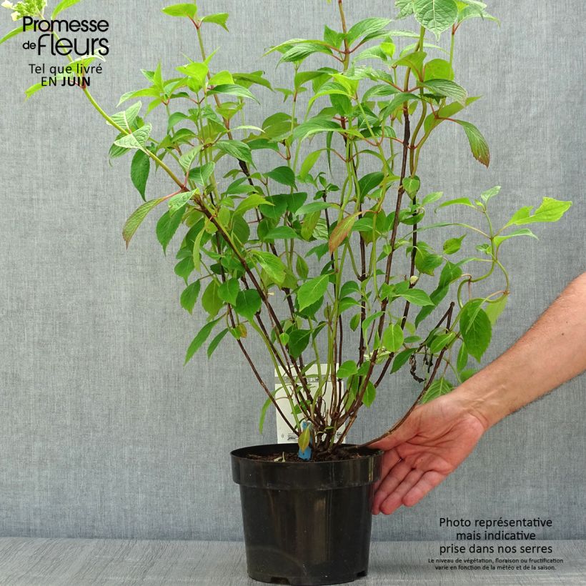 Spécimen de Hortensia - Hydrangea serrata Avelroz Pot de 2L/3L, 5/6 branches tel que livré en été