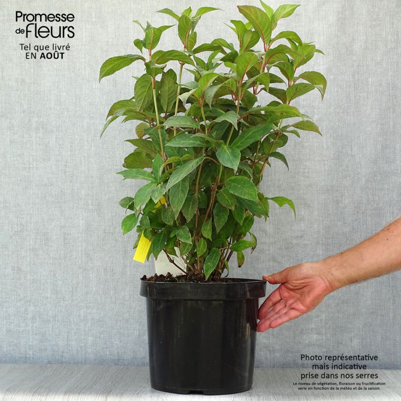 Spécimen de Hortensia - Hydrangea serrata Avelroz Pot de 7,5L/10L tel que livré en été