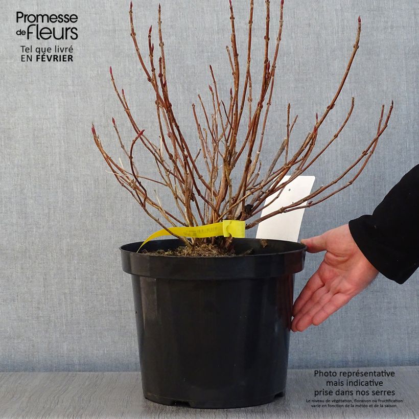 Spécimen de Hortensia - Hydrangea serrata Avelroz tel que livré en hiver