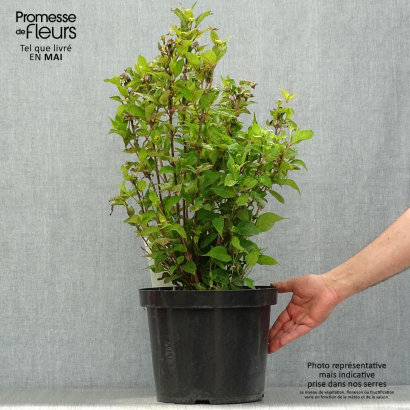 Spécimen de Hortensia - Hydrangea serrata Avelroz en pot de 7,5l/10l tel que livré au printemps
