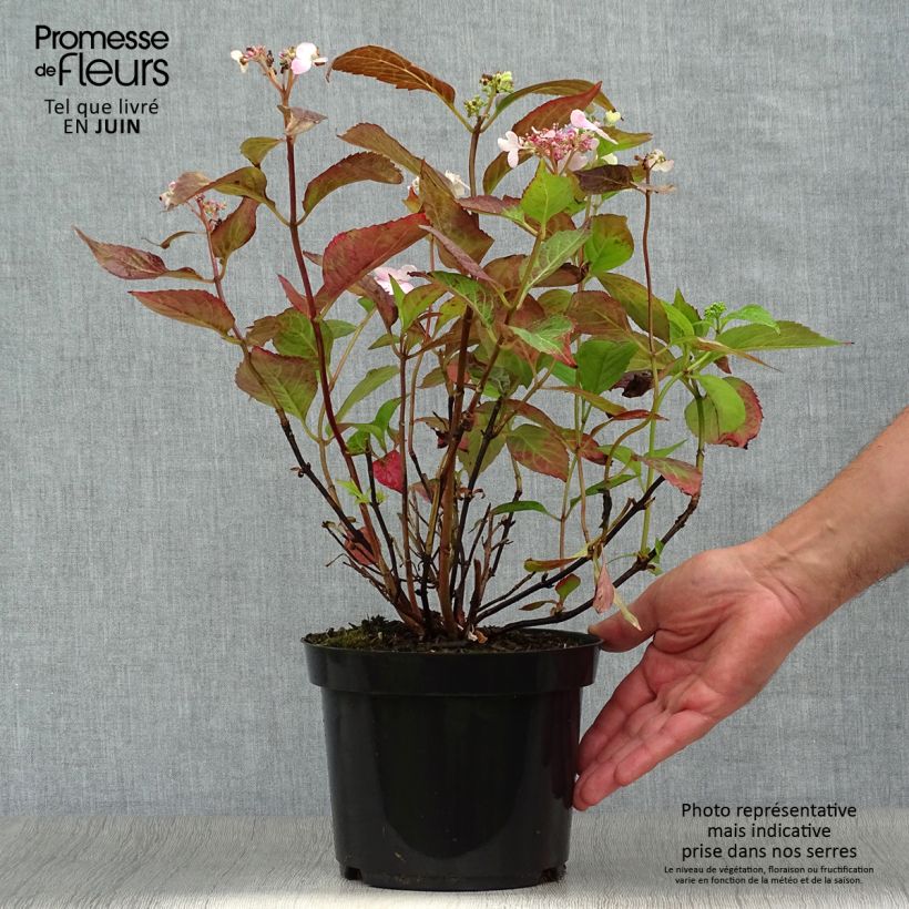 Spécimen de Hortensia - Hydrangea serrata Blue Bird Pot de 3L/4L tel que livré en été