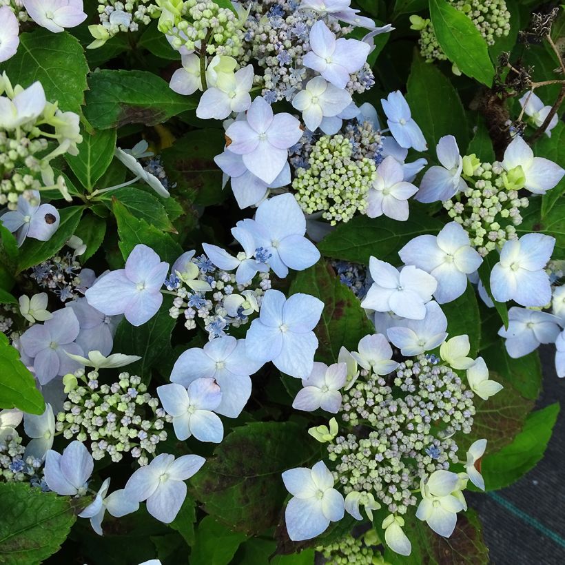Hortensia - Hydrangea serrata Blue Deckle (Floraison)