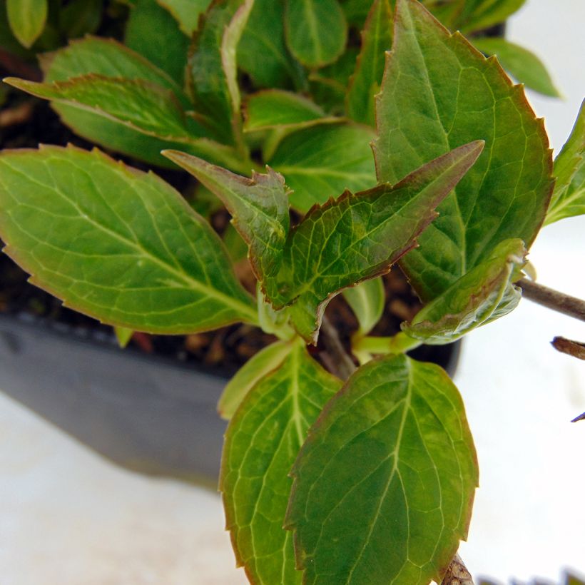 Hortensia - Hydrangea serrata Cap Sizun (Feuillage)