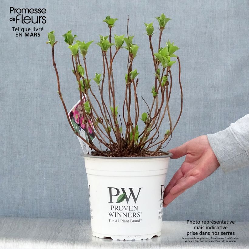 Spécimen de Hortensia - Hydrangea serrata Cotton Candy Pot de 4L/5L tel que livré au printemps