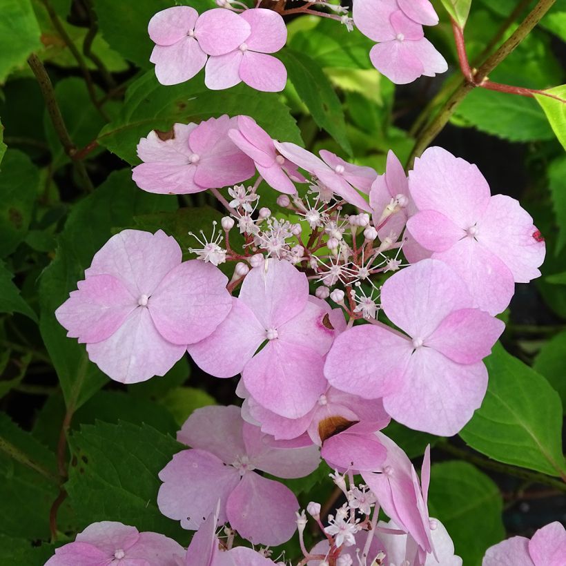 Hortensia - Hydrangea serrata Graciosa (Floraison)