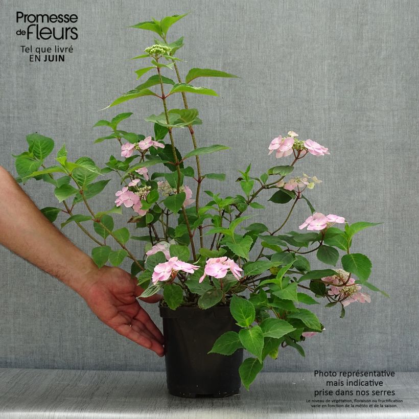 Spécimen de Hortensia - Hydrangea serrata Graciosa Pot de 2L/3L tel que livré en été