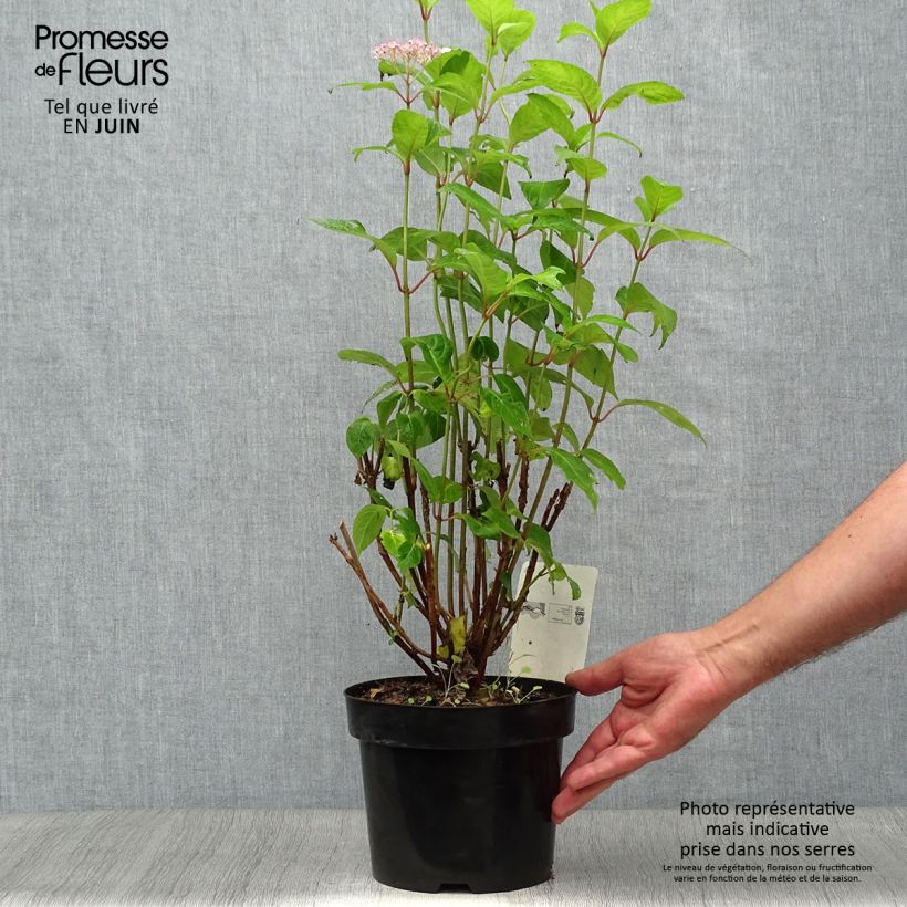 Spécimen de Hortensia - Hydrangea serrata Intermedia Pot de 2L/3L tel que livré en été
