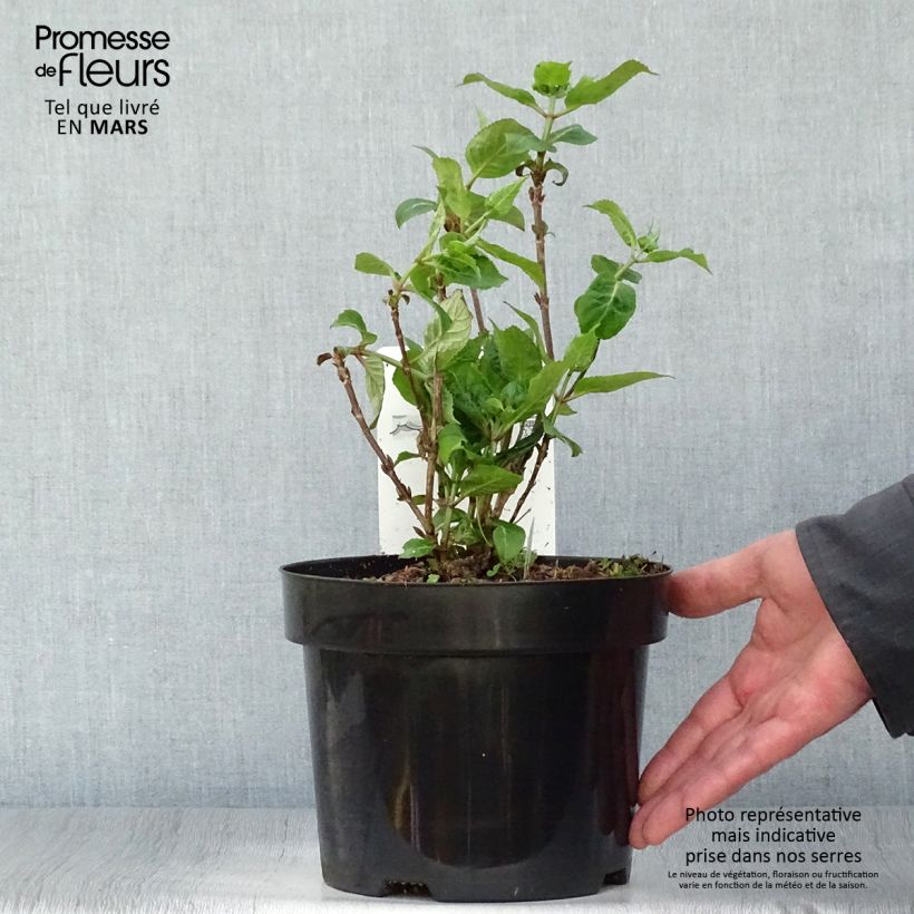 Spécimen de Hortensia - Hydrangea serrata Intermedia en pot de 2l/3l tel que livré au printemps