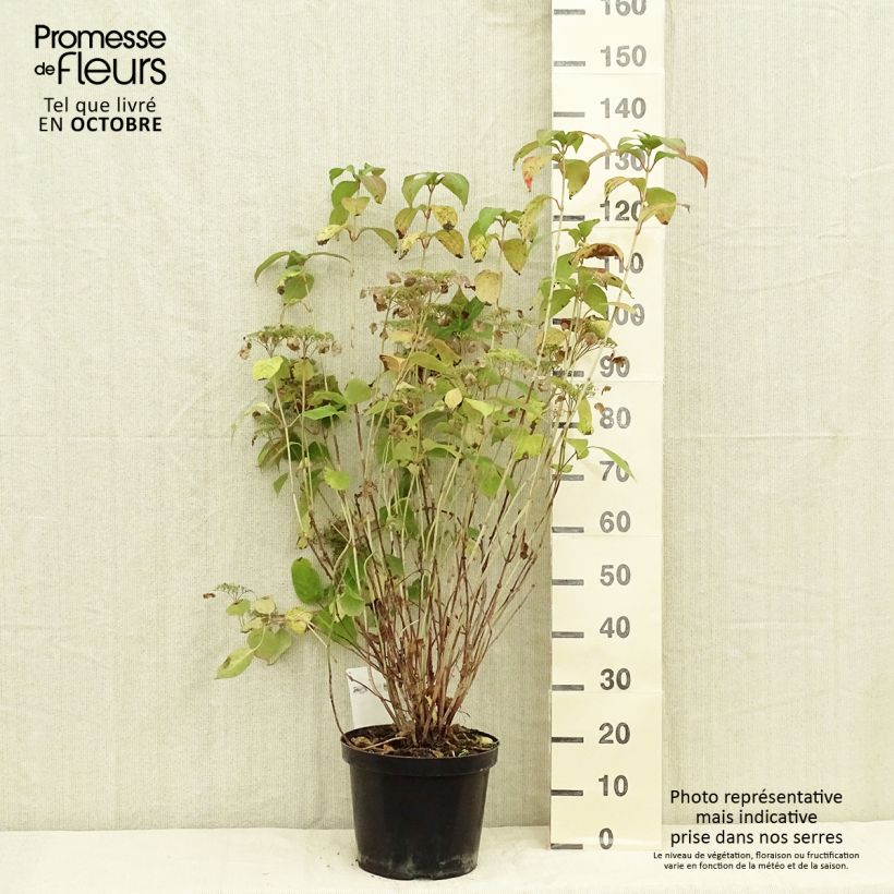 Spécimen de Hortensia - Hydrangea serrata Intermedia tel que livré en automne