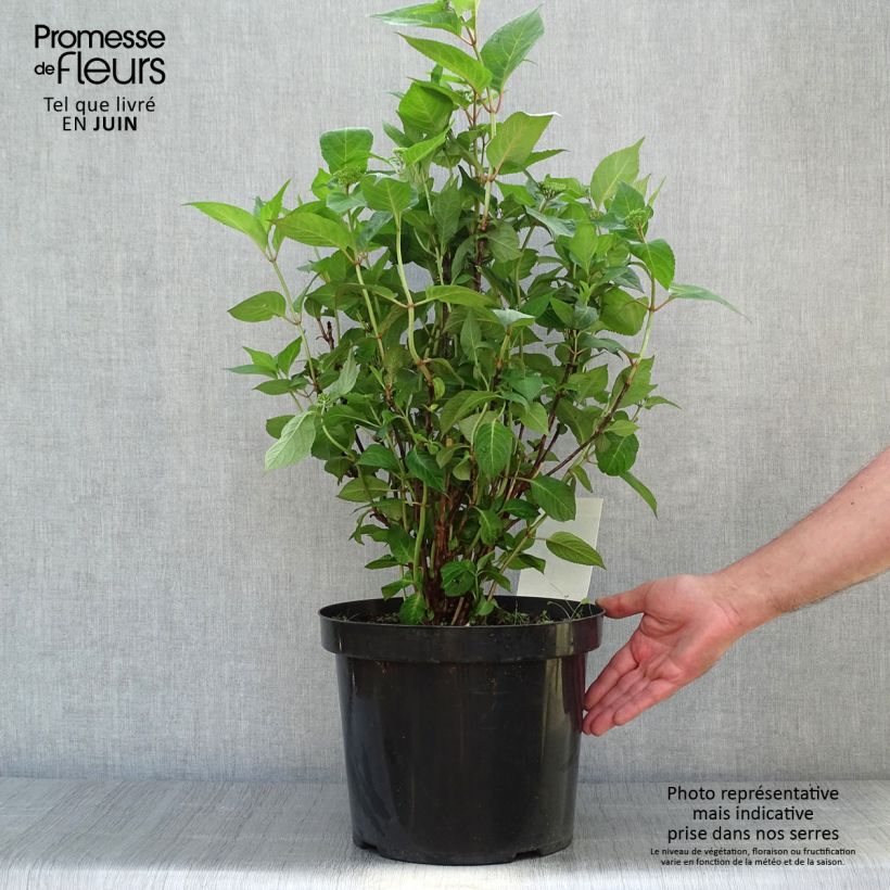 Spécimen de Hortensia - Hydrangea serrata Intermedia Pot de 7,5L/10L tel que livré en été