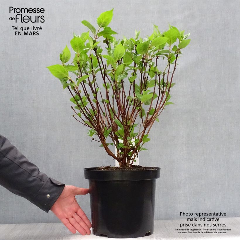 Spécimen de Hortensia - Hydrangea serrata Intermedia tel que livré au printemps