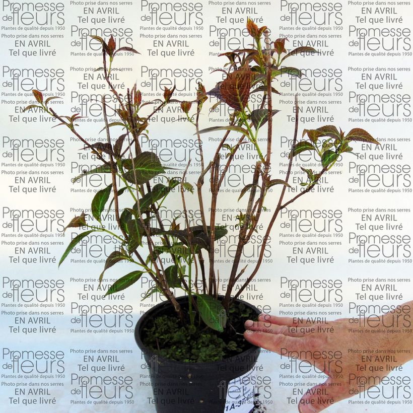 Exemple de spécimen de Hortensia - Hydrangea serrata Kiyosumi tel que livré