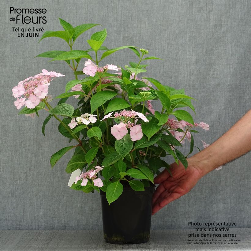 Spécimen de Hortensia - Hydrangea serrata Klaveren Pot de 2L/3L tel que livré en été