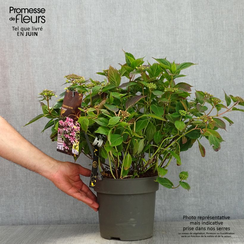 Spécimen de Hortensia - Hydrangea serrata Koreana tel que livré au printemps