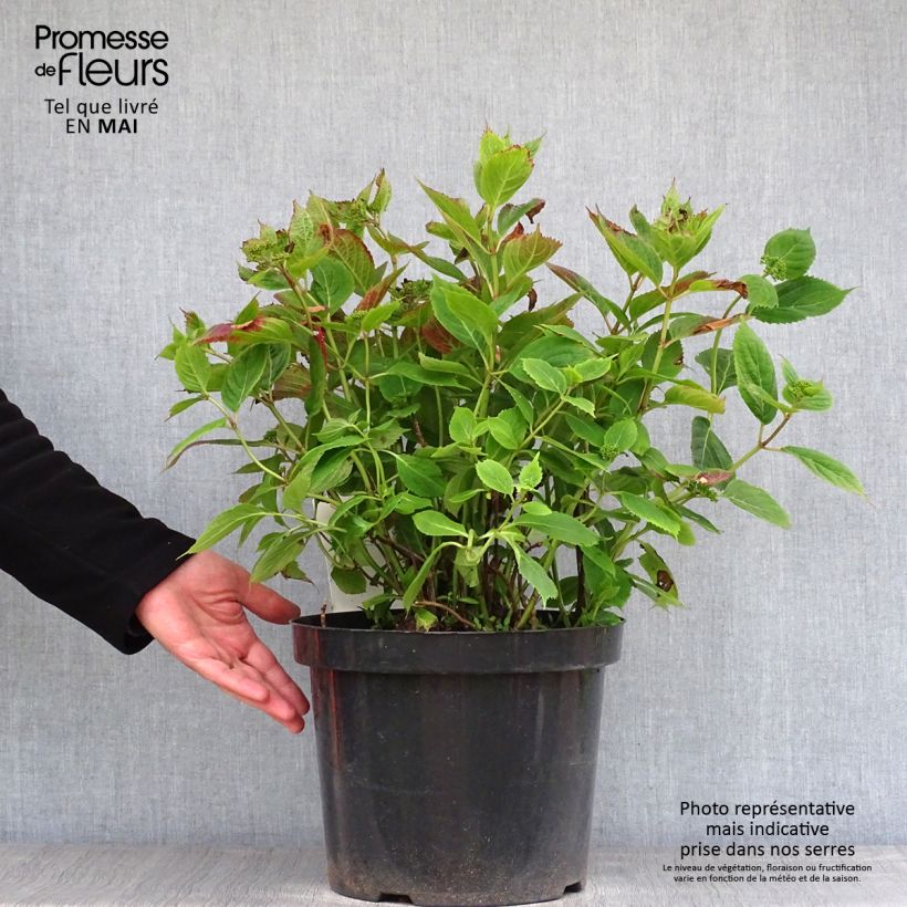 Spécimen de Hortensia - Hydrangea serrata Magic Pillow  tel que livré au printemps