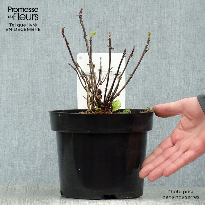 Spécimen de Hortensia - Hydrangea serrata Precioza tel que livré en hiver