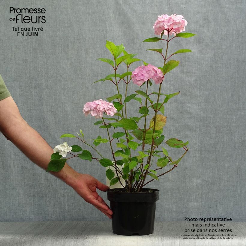 Spécimen de Hortensia - Hydrangea serrata Precioza Pot de 2L/3L tel que livré en été