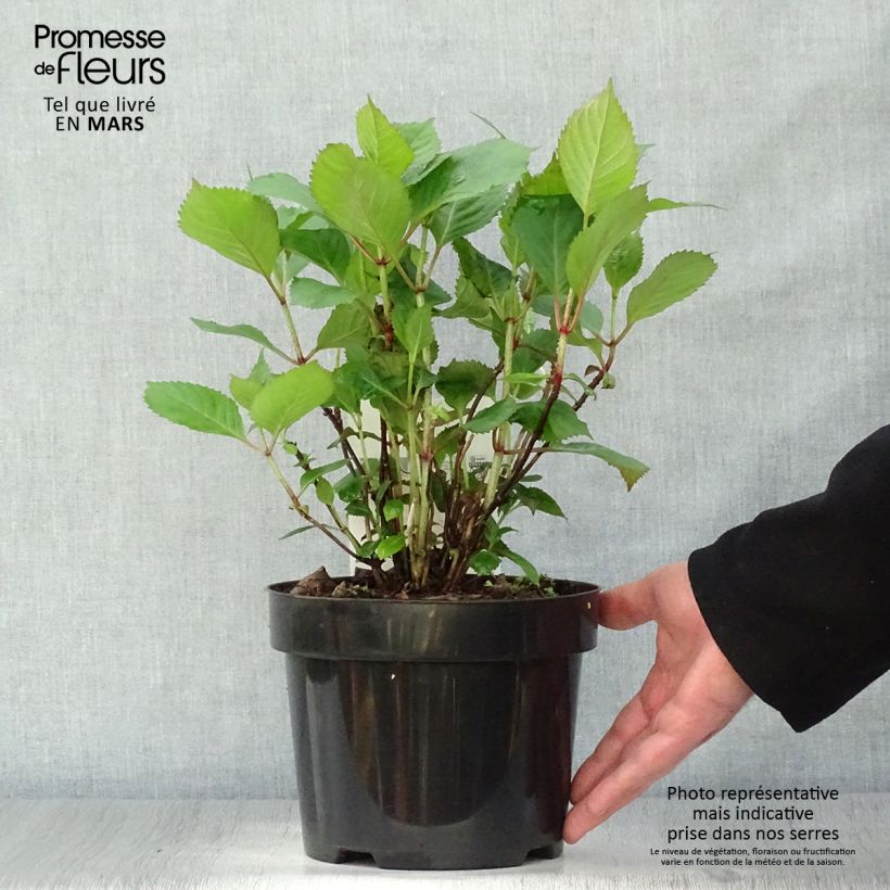 Spécimen de Hortensia - Hydrangea serrata Precioza tel que livré en printemps