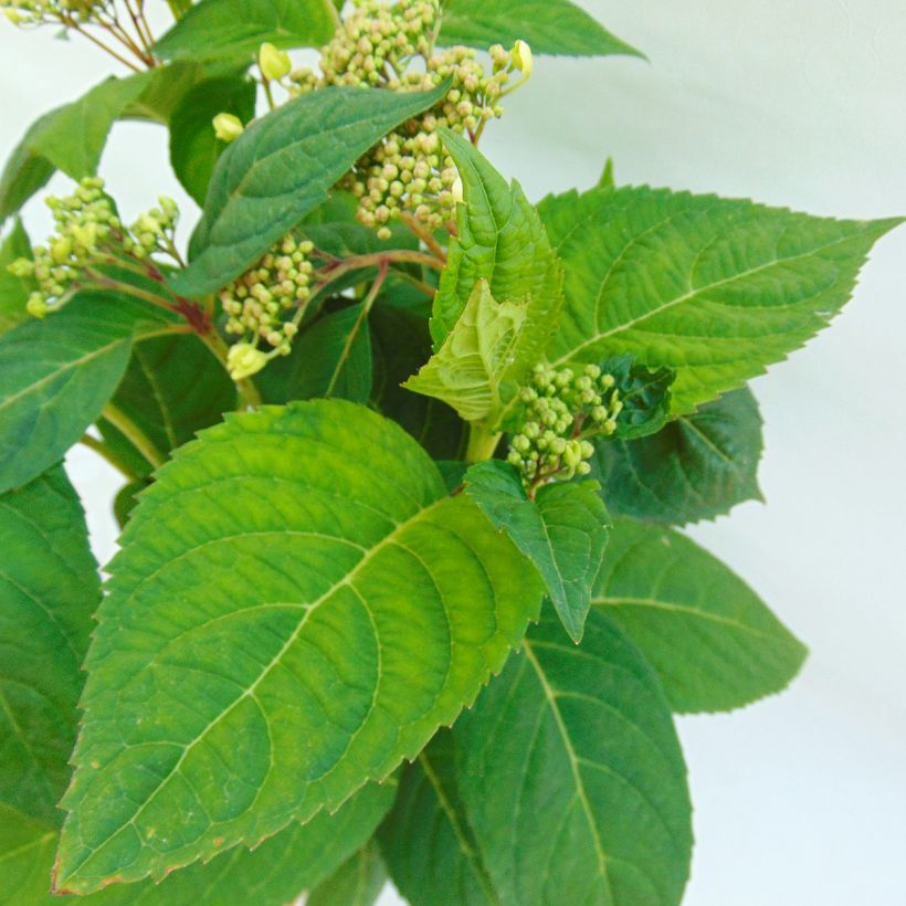 Hortensia - Hydrangea serrata Shojo (Feuillage)