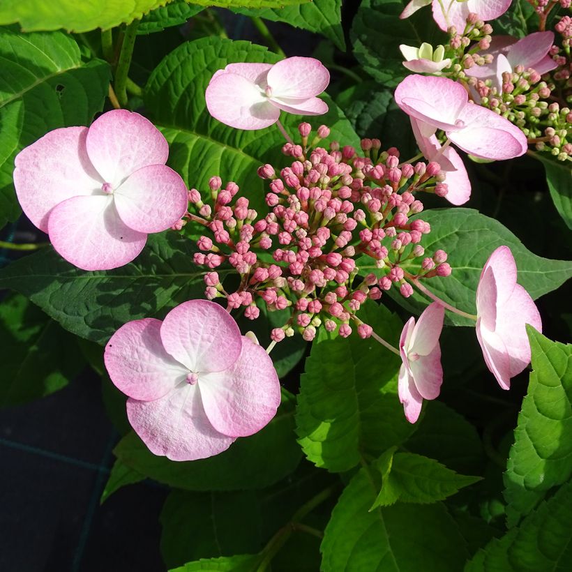 Hortensia - Hydrangea serrata Shojo (Floraison)