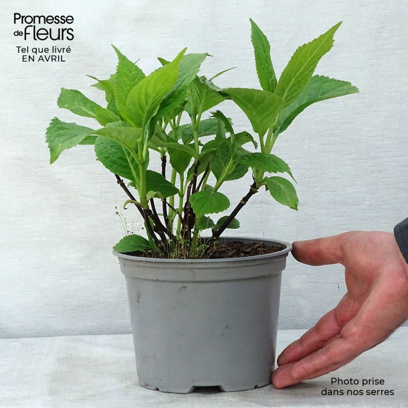 Spécimen de Hortensia - Hydrangea serrata Shojo Pot de 2L/3L tel que livré au printemps