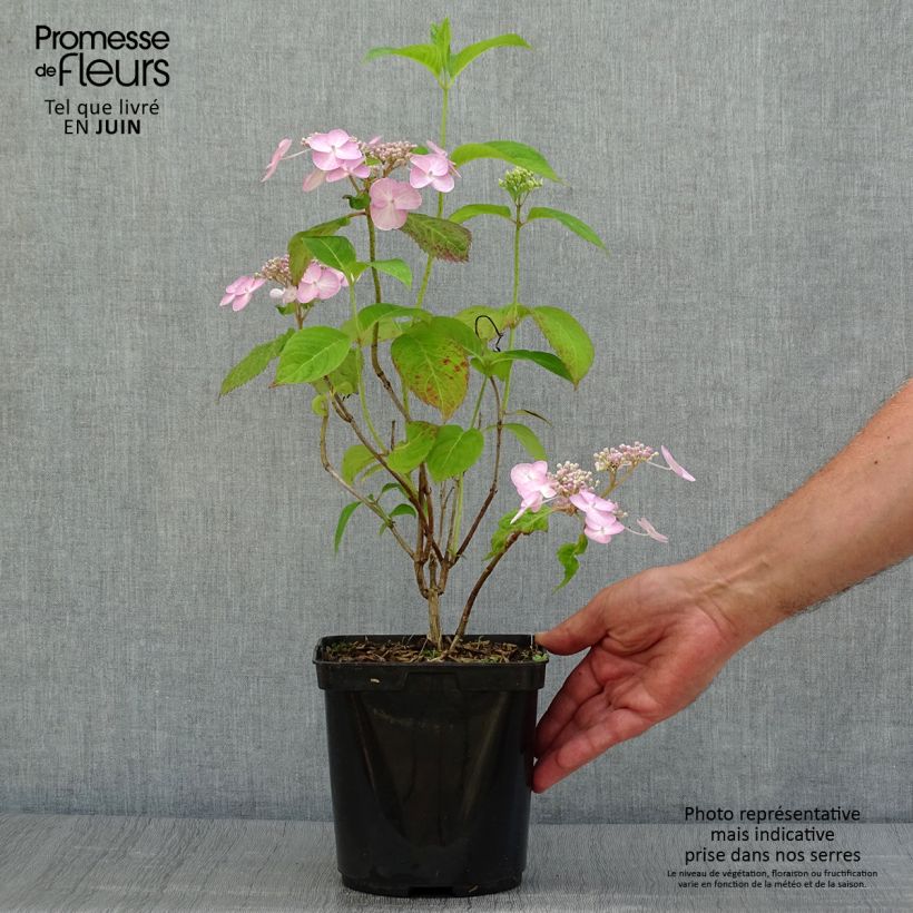 Spécimen de Hortensia - Hydrangea serrata Shojo Pot de 2L/3L tel que livré en été