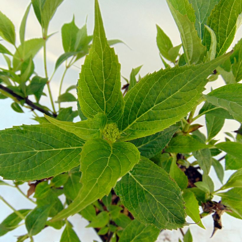 Hortensia - Hydrangea serrata Tiara (Feuillage)