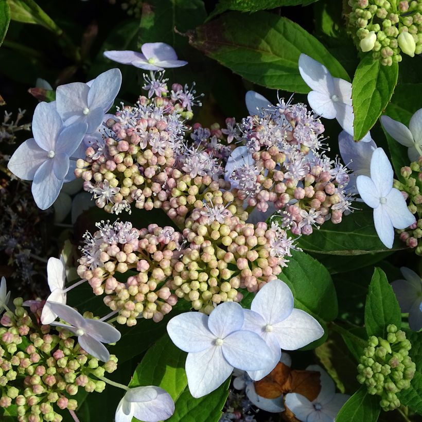 Hortensia - Hydrangea serrata Tiara (Floraison)