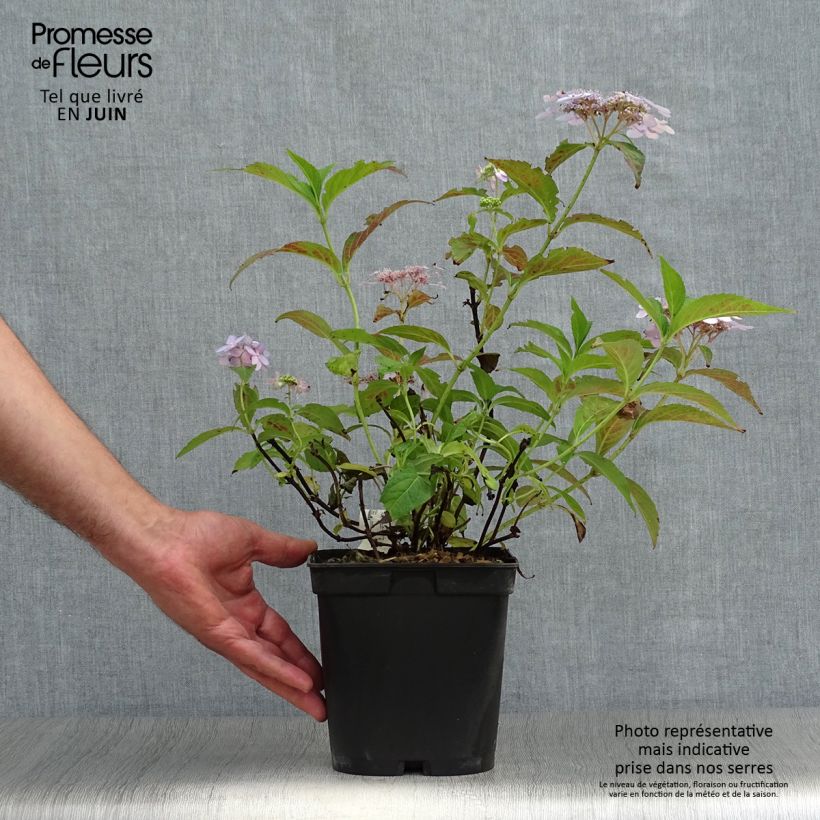 Spécimen de Hortensia - Hydrangea serrata Tiara Pot de 2L/3L tel que livré en été