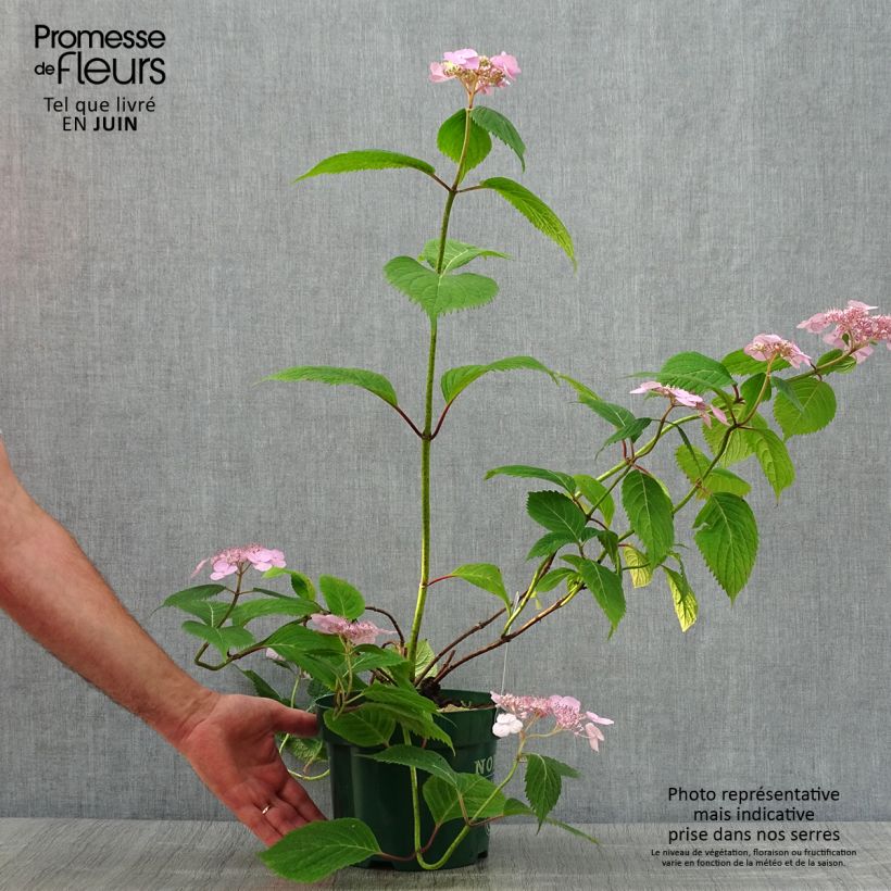 Spécimen de Hortensia - Hydrangea serrata Veerle Pot de 3L/4L tel que livré en été