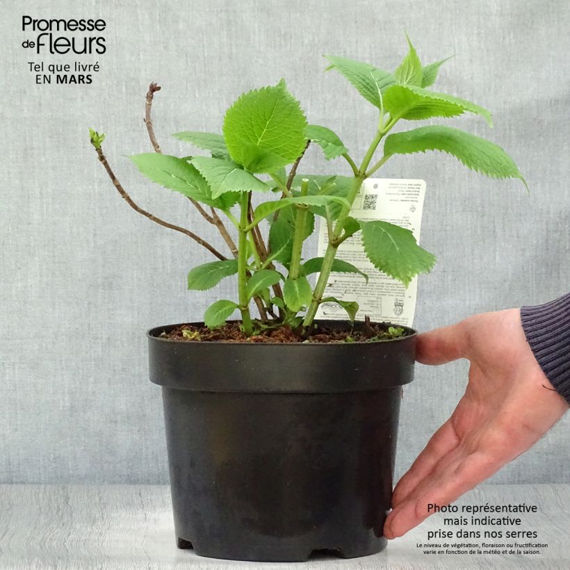 Spécimen de Hortensia - Hydrangea serrata Veerle Pot de 3L/4L tel que livré au printemps