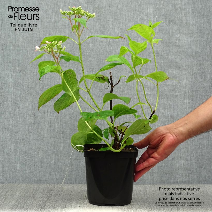 Spécimen de Hortensia - Hydrangea serrata Vicomte de Kerlot Pot de 2L/3L tel que livré en été