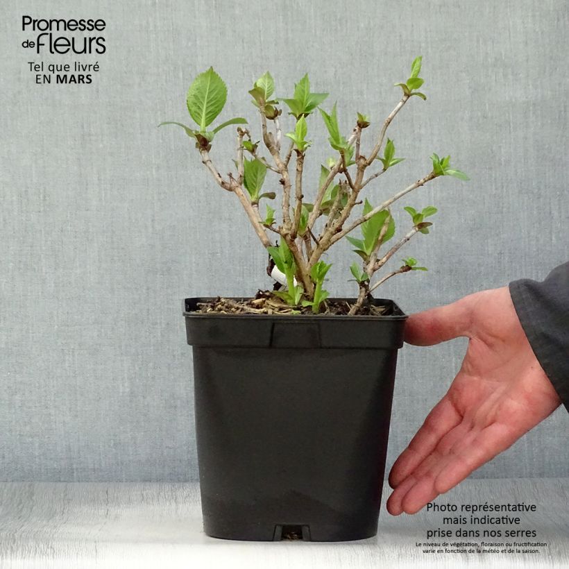 Spécimen de Hortensia - Hydrangea serrata Vicomte de Kerlot tel que livré au printemps