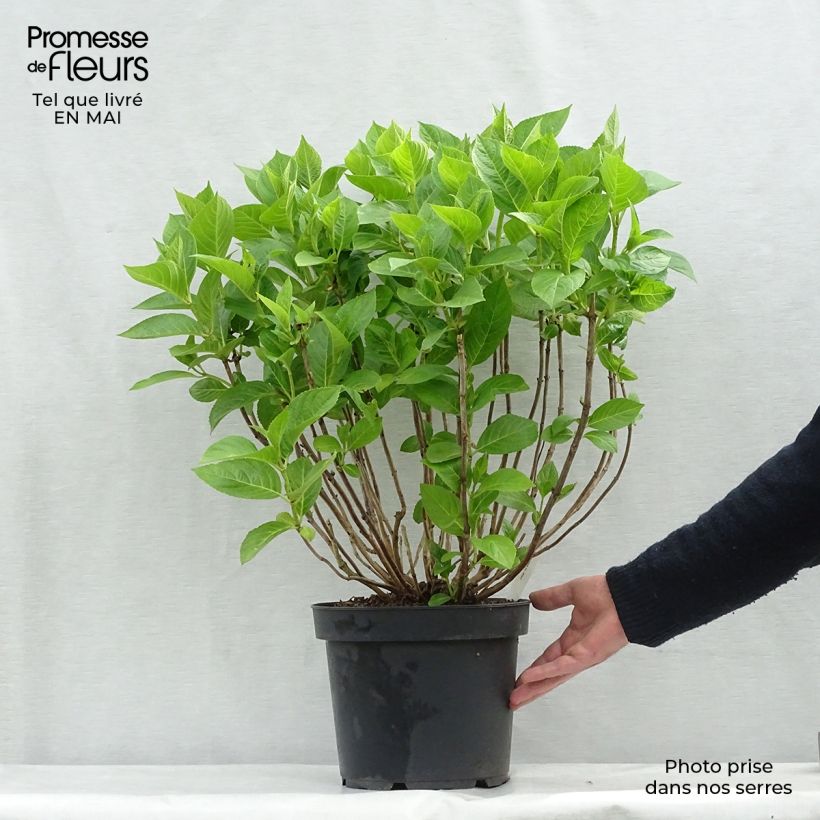 Spécimen de Hortensia - Hydrangea macrophylla Xian en pot de 4/5L tel que livré au printemps