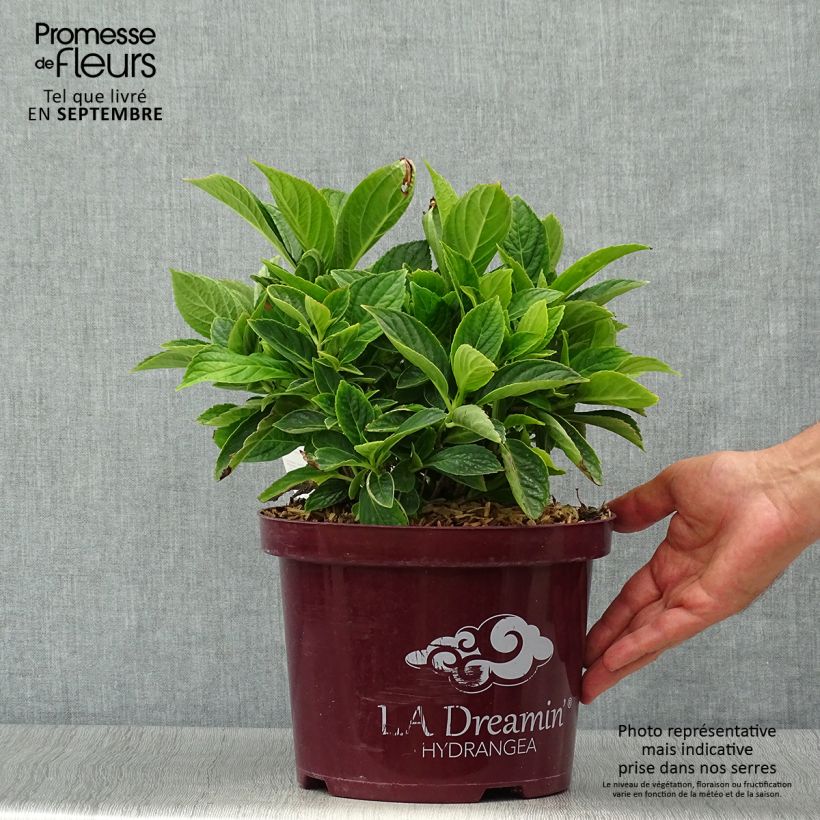 Spécimen de Hortensia - Hydrangea macrophylla L.A Dreamin Pot de 4L/5L, 10 branches tel que livré en automne