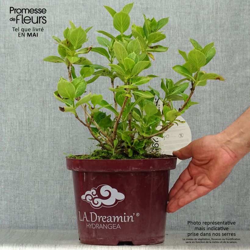 Spécimen de Hortensia - Hydrangea macrophylla L.A Dreamin Pot de 4L/5L, 10 branchesHauteur livrée env. 30/40cm tel que livré au printemps