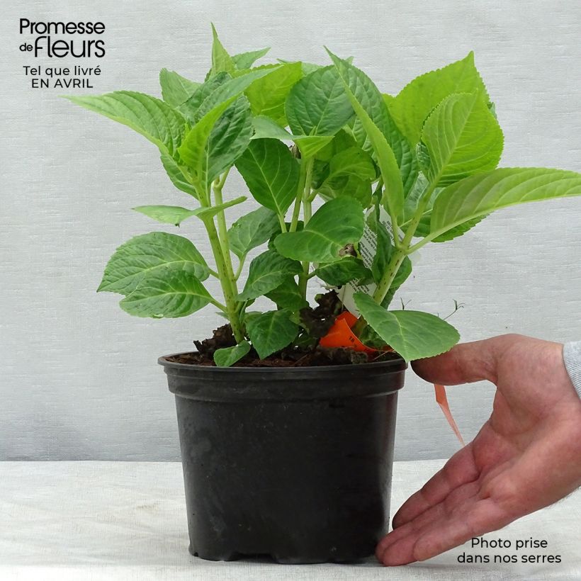 Spécimen de Hortensia macrophylla Magical Harmony Pot de 2L/3L tel que livré au printemps