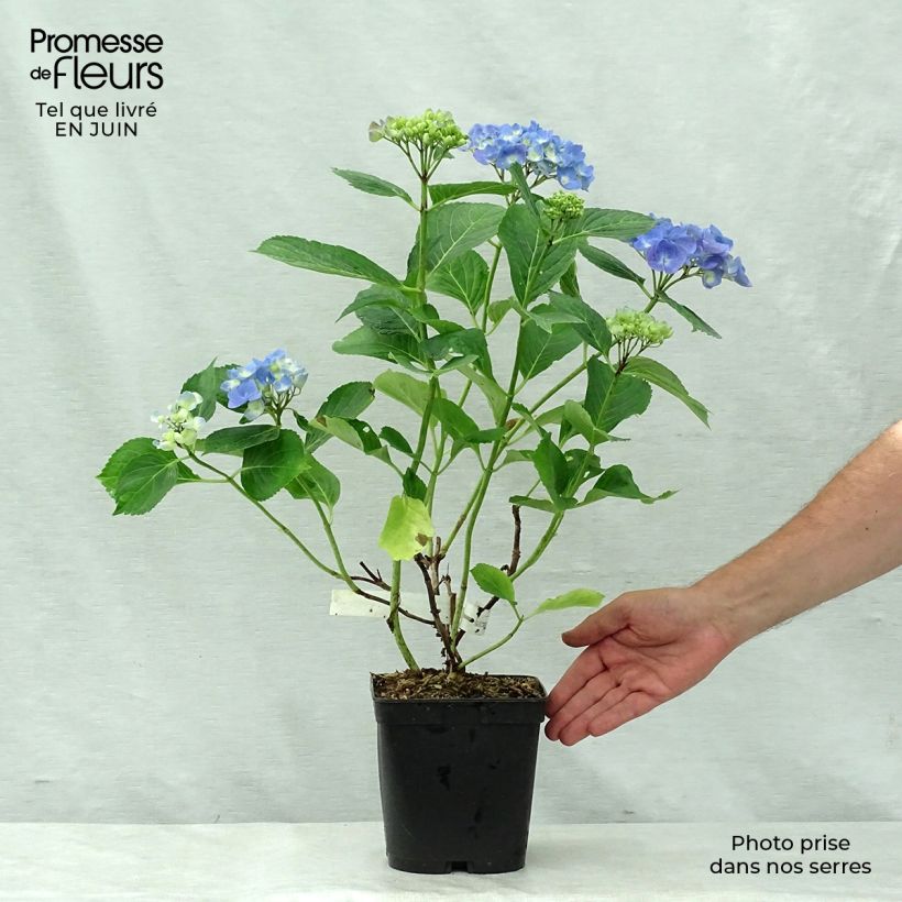 Spécimen de Hortensia macrophylla Mathilde Gutges Pot de 2L/3L tel que livré en été