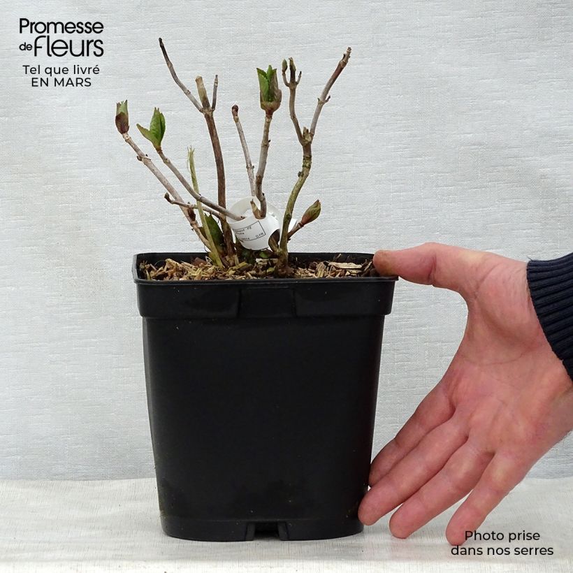 Spécimen de Hortensia macrophylla Mathilde Gutges Pot de 2L/3L tel que livré au printemps