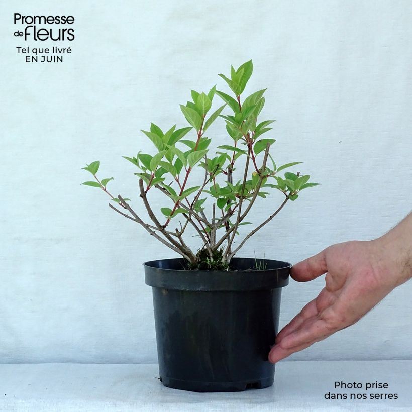 Spécimen de Hortensia - Hydrangea paniculata Pink Diamond Pot de 2L/3L tel que livré en été