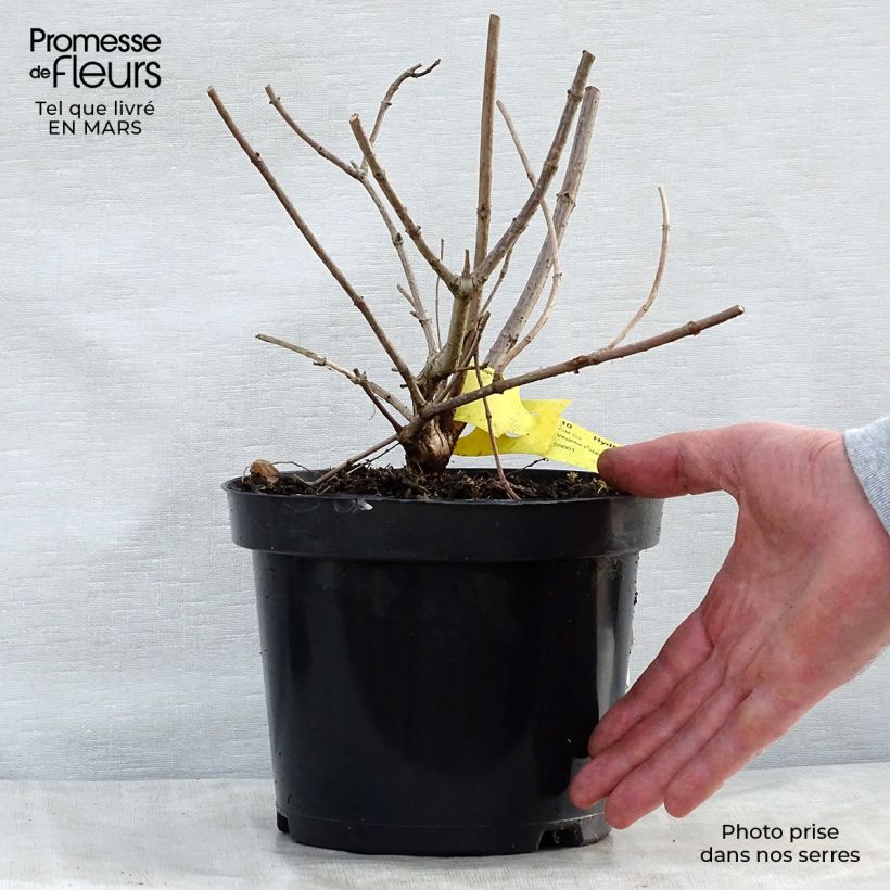 Spécimen de Hortensia - Hydrangea paniculata Pink Diamond Pot de 2L/3LHauteur livrée env. 30/40cm tel que livré au printemps