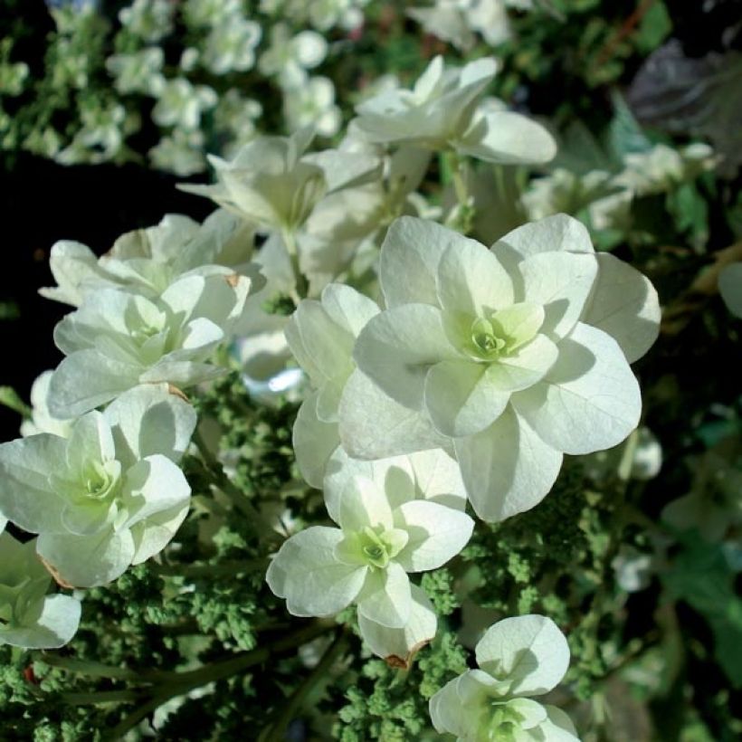 Hydrangea quercifolia Snowflake - Hortensia à feuilles de chêne (Floraison)