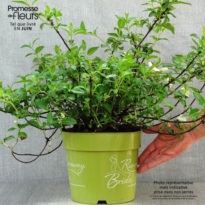 Spécimen de Hortensia - Hydrangea Runaway Bride Pot de 6L/7L tel que livré en été