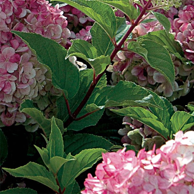 Hydrangea paniculata Vanille Fraise - Hortensia paniculé (Feuillage)