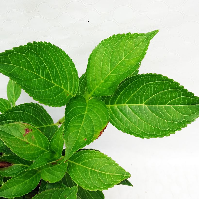 Hortensia - Hydrangea macrophylla Yamato (Feuillage)