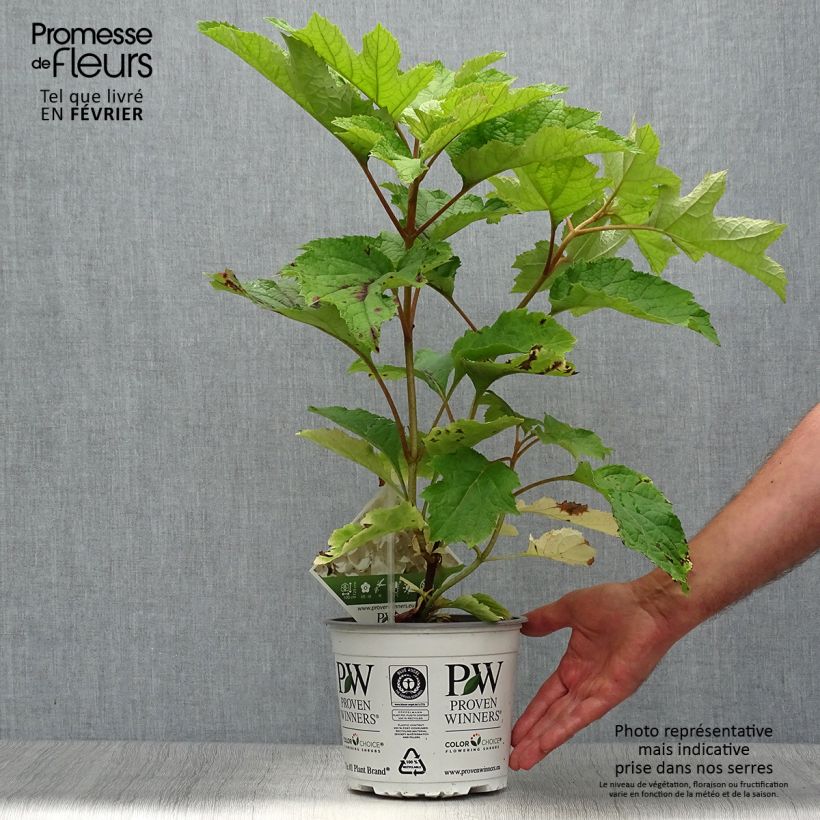 Spécimen de Hydrangea quercifolia Gatsby Moon - Hortensia à feuilles de chêne Pot de 2L/3L tel que livré en automne