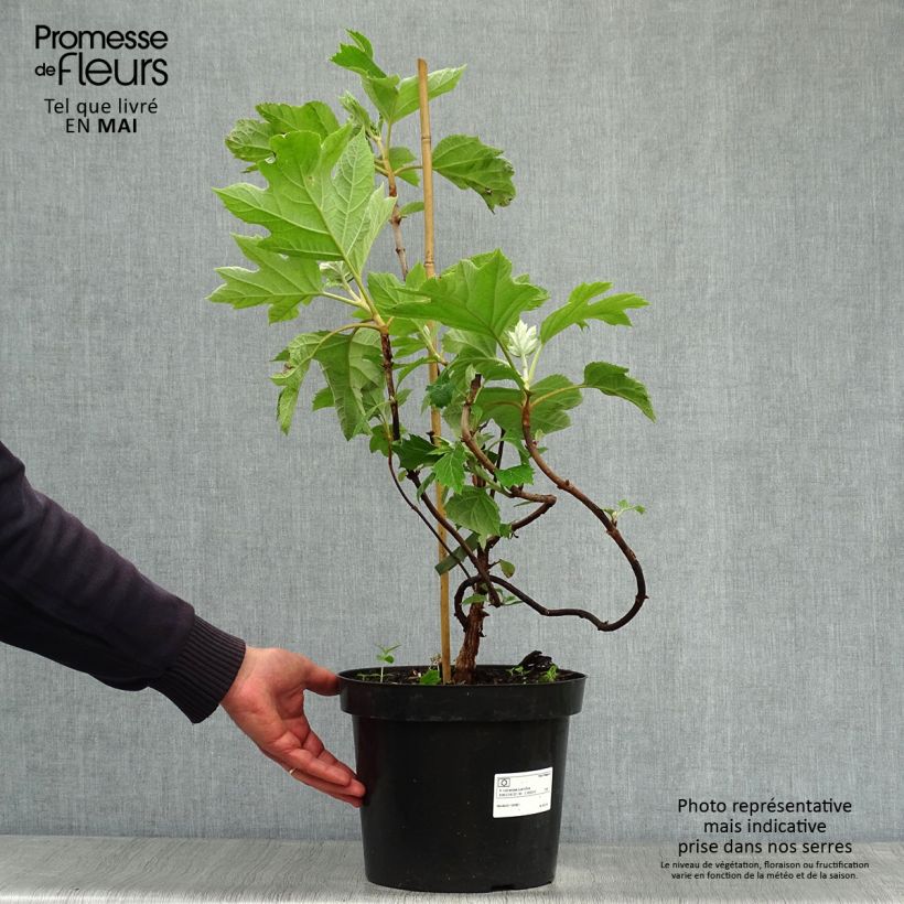 Spécimen de Hydrangea quercifolia - Hortensia à feuilles de chêne Pot de 7,5L/10LHauteur livrée env. 50/60cm tel que livré au printemps