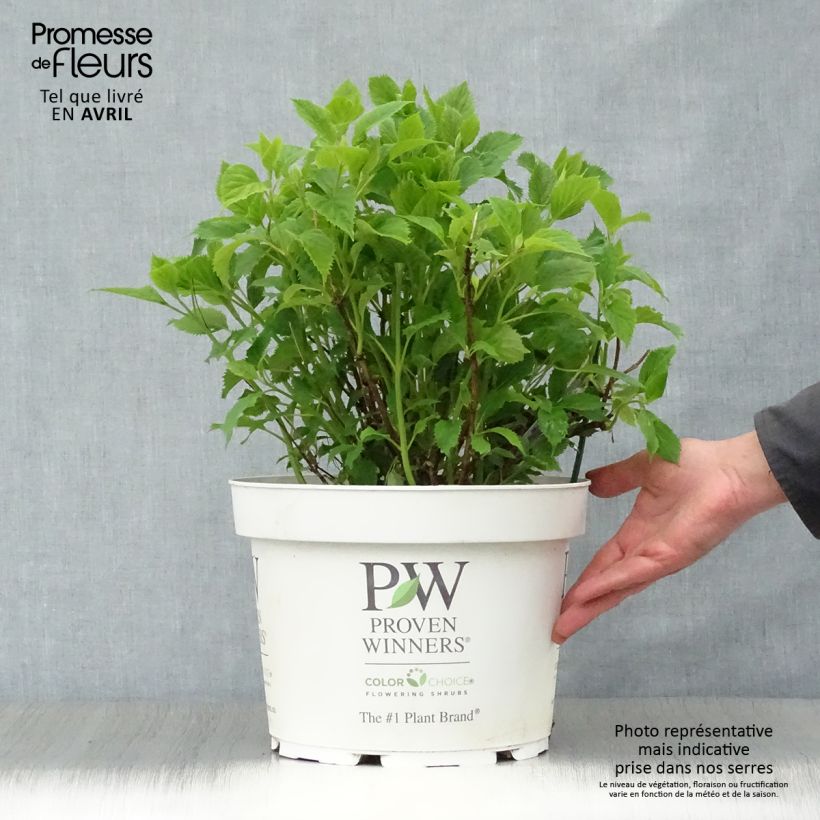 Spécimen de Hortensia arborescens BellaRagazza Limetta Pot de 4L/5L tel que livré au printemps